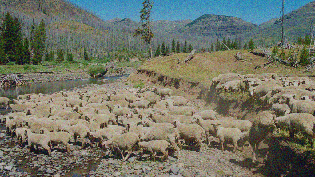 REVIEW: Sweetgrass [2009]